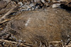 SundownIsland > What is this?  This is beach trash, but I couldn't figure out if it was a dead hedgehog or some kind of object.  I was afraid to poke it–-I was afraid it might come alive again. ;-)    Photo credit: Marcy Crowe Spears