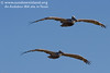 SundownIsland > Young juvenile brown pelicans flying in a typical formation just over our heads.  Photo credit: Marcy Crowe Spears