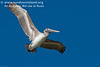 SundownIsland > 2007 was a great year for the Sundown Island breeding colony. There were many late season babies. This is a very young pelican, sporting a combination of downy feathers and juvenile feathers.  The juvenile tail feathers have not grown in.  This is the youngest of all of the pelicans I observed during workday. Photo credit: Marcy Crowe Spears