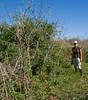SundownIsland > Peggy is standing next to an Ebony tree (just behind the dead Silver-leaf Sunflower stalks) that was planted a couple of years ago, just like the one Lynn was holding in a previous photo.  This tree is probably 12 or 13 feet tall now.   Photo credit: Marcy Crowe Spears