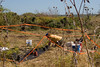 SundownIsland > Brenda Eskelson looks to be almost done planting her trees in the new plot!  Photo credit: Marcy Crowe Spears
