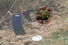 SundownIsland > Jennifer's new tree, planted, watered and fertilized!  Photo credit: Marcy Crowe Spears