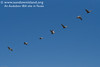 SundownIsland > Mostly juvenile Brown Pelicans flying in a typical formation, as we head home.  Photo credit: Marcy Crowe Spears
