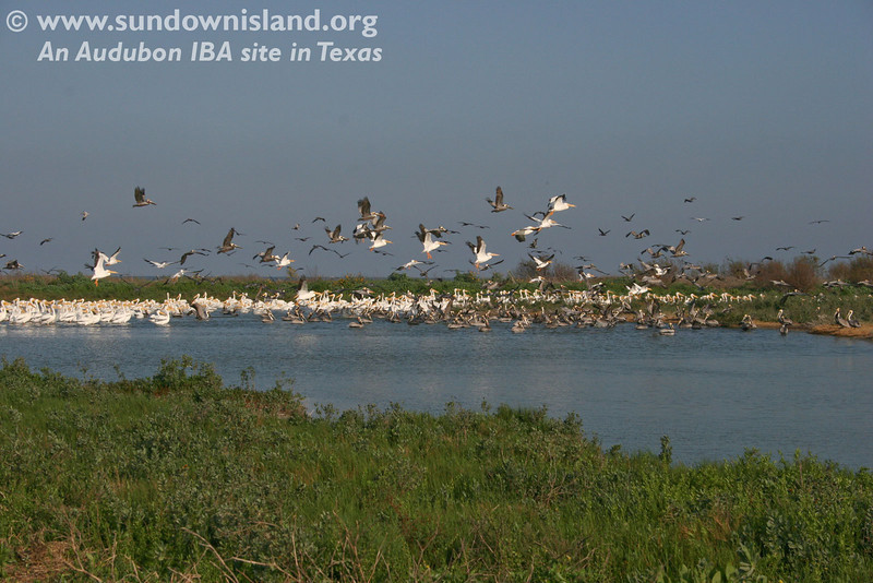SundownIsland > American White Pelicans, staging for their return home, and Brown Pelicans in the pond at the Southeast side of the island greeted us when we arrived. American Avocets were grouped in the right corner (not seen here).

Click on any of the photos for a larger view.

For the largest view, use the "slideshow" option.

Photo credit:  Marcy Spears