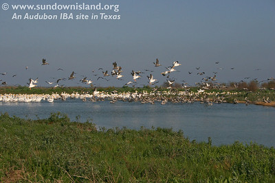 SundownIsland > American White Pelicans, staging for their return home, and Brown Pelicans in the pond at the Southeast side of the island greeted us when we arrived. American Avocets were grouped in the right corner (not seen here).

Click on any of the photos for a larger view.

For the largest view, use the "slideshow" option.

Photo credit:  Marcy Spears