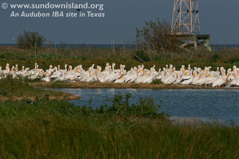 SundownIsland > The American White Pelicans in this and the previous photo are beginning to show their short yellowish crest on the back of the head and horny plate on the upper mandible, part of their breeding plummage.

Photo credit:  Marcy Spears
