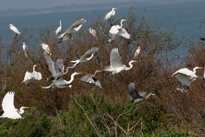 As Diane walks towards the observation platform, a large number of Great Egrets and Reddish Egrets take to the air (Pelican Estates 2, see map).

Photo credit: Marcy Spears