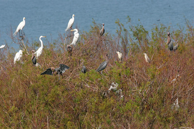 This photo of Great Egrets, Reddish Egrets and Black-Crowned Night-Herons was taken from the observation platform (Pelican Estates 2, see map).

Photo credit: Marcy Spears