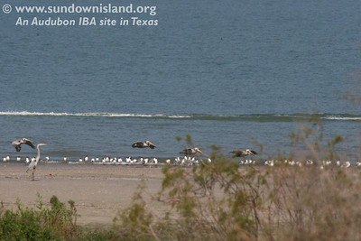 Taken from the observation platform, the small stretch of beach on the West side contains mostly Laughing Gulls, one Great Blue heron and a group of Brown Pelicans cruising by (West edge of Heron/Egret/Roseate Hills, see map).

Photo credit: Marcy Spears