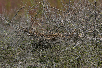 This large nest on top of some small trees was probably made by a Great Blue Heron or a Great Egret (Pelican Estates 2, see map).

Photo credit: Marcy Spears