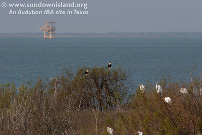 Notice the pair of Crested Caracaras in the top of the tree looking South towards Port O'Connor? They seem to have become permanent residents of the island. Note the Great Egrets in the foreground(far South edge of Heron/Egret/Roseate Hills, see map).

Photo credit: Marcy Spears