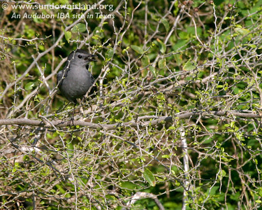 While I was on top of the observation platform, I thought I heard a Gray Catbird (sounds like a soft mew).  Sure enough, Diane spotted him and we got one good shot. Gray Catbirds are mostly just  Winter residents in Texas.

Photo credit: Marcy Spears