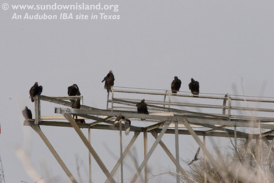 Parting shot:  This is the tower not far from the tractor shed. We are not sure why the Turkey Vultures were visiting. One of the Crested Caracaras just took off from the tower as this photo was snapped.

Photo credit: Marcy Spears
