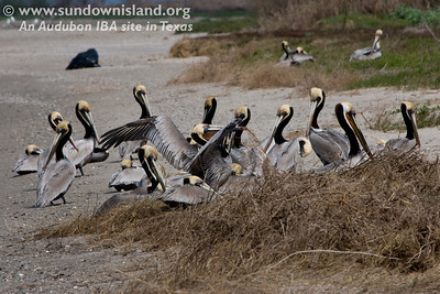 Some of these Brown Pelicans were collecting nesting material in this clump of brush near the shoreline.
(South end of the island, near the big ponds, see map).

Photo credit: Diane Nunley
