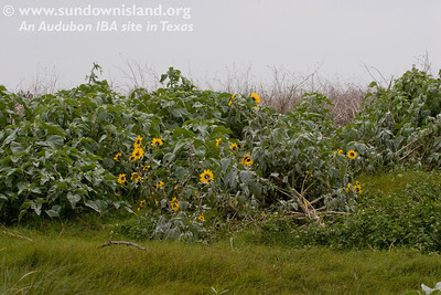 Between Pelican Estates and Pelican Estates 2 the Silver-leaf Sunflower is really starting to take off.  Besides providing food for smaller birds, it provides shelter for ground-nesting birds (Tri-colored Herons, and Laughing Gulls).  The dead stalks also provide nesting material for the large birds. These sunflowers can grow as high as 6 to 8 feet.

Photo credit: Marcy Spears