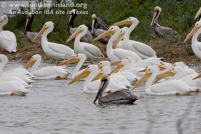 American White Pelicans weigh about 15.4 pounds while Brown Pelicans weight in at 6.5 pounds—pretty obvious here, right? Notice the horny plate on the upper mandible of the white pelican which becomes more pronounced during breeding season. (South edge of Pelican Estates, see map).

Photo credit: Diane Nunley