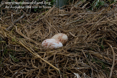 As we walked along the edge of Pelican Estates, some of the sitting Pelicans flew off momentarily leaving their eggs exposed (Pelican Estates, see map).  There were so many, it was difficult not to disturb them while moving around the island.

Photo credit: Diane Nunley