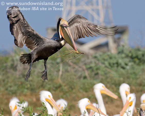 SundownIsland > This Brown Pelican is flying in over the American White Pelicans to add material to the nest (Pelican Estates, see map).

Photo credit: Diane Nunley