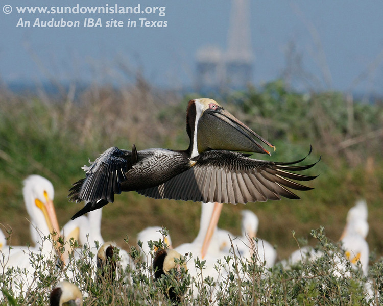 SundownIsland > Another Brown Pelican is flying in over the American White Pelicans, probably with food in its pouch (Pelican Estates, see map).

Photo credit: Diane Nunley