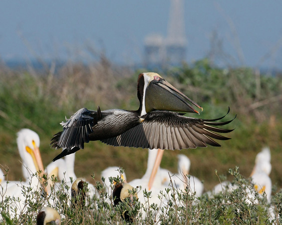 SundownIsland > Another Brown Pelican is flying in over the American White Pelicans, probably with food in its pouch (Pelican Estates, see map).

Photo credit: Diane Nunley
