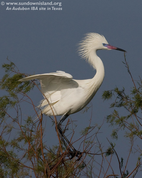 SundownIsland > This is a White Morph Reddish Egret. Notice the bright blue lores and bright pink bill with the dark tip.  These are pronounced during breeding season (Pelican Estates, see map).

Photo credit: Diane Nunley