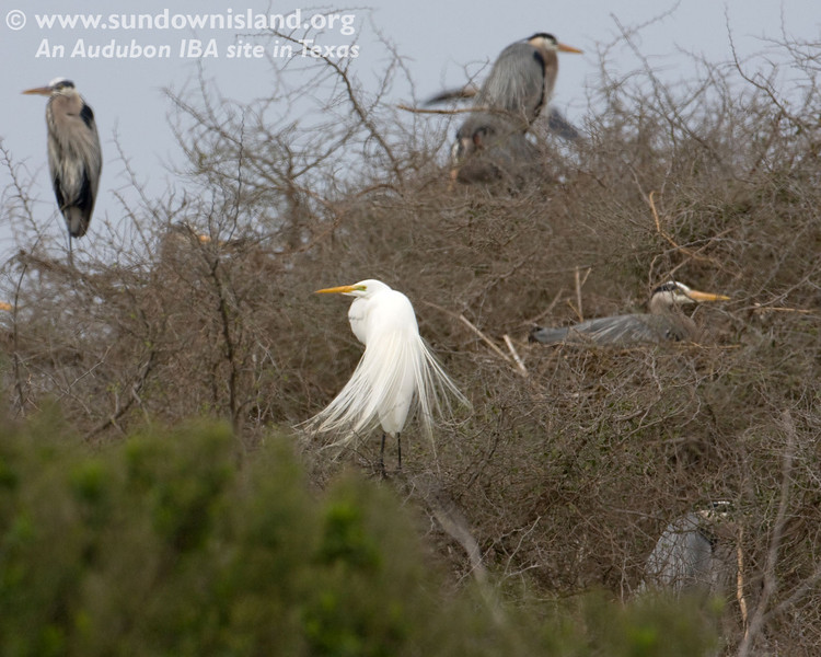 SundownIsland > There are about six Great Blue herons in these trees and one Great Egret. Notice the fluffy, lacy plumes present during breeding season (Pelican Estates 2, see map).

Photo credit: Diane Nunley