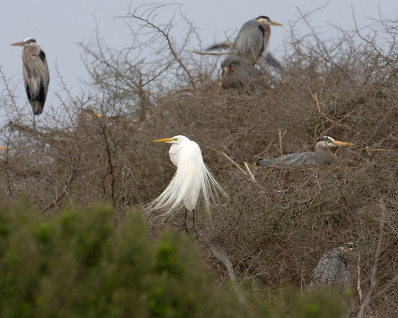 SundownIsland > There are about six Great Blue herons in these trees and one Great Egret. Notice the fluffy, lacy plumes present during breeding season (Pelican Estates 2, see map).

Photo credit: Diane Nunley