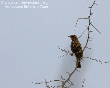 This is a female Red-winged Blackbird. Blackbirds love dried cattail leaves and sedges for nesting material.

Photo credit: Diane Nunley