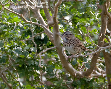 Lincoln Sparrows are regular winter residents in Texas, commonly found in wet meadows, thickets and weedy fields in winter.

Photo credit: Diane Nunley