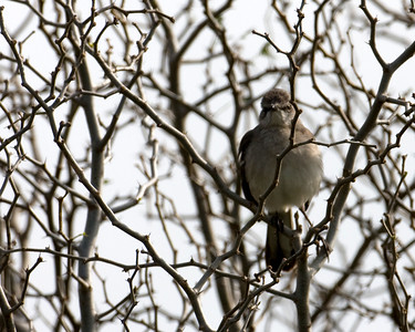 While walking around the island, Diane also took photos of other birds that were visiting during workday. This is a Northern Mockingbird also known as the Texas State Bird.

Photo credit: Diane Nunley