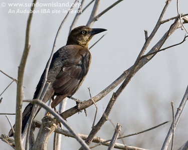 Female Great-tailed Grackle.

Photo credit: Diane Nunley