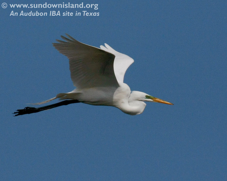 SundownIsland > This Great Egret has the lime green lores and bright orange bill evident during breeding season (Pelican Estates 2, see map). These birds were nearly decimated by plume hunters at the end of the 19th century.

Photo credit: Diane Nunley