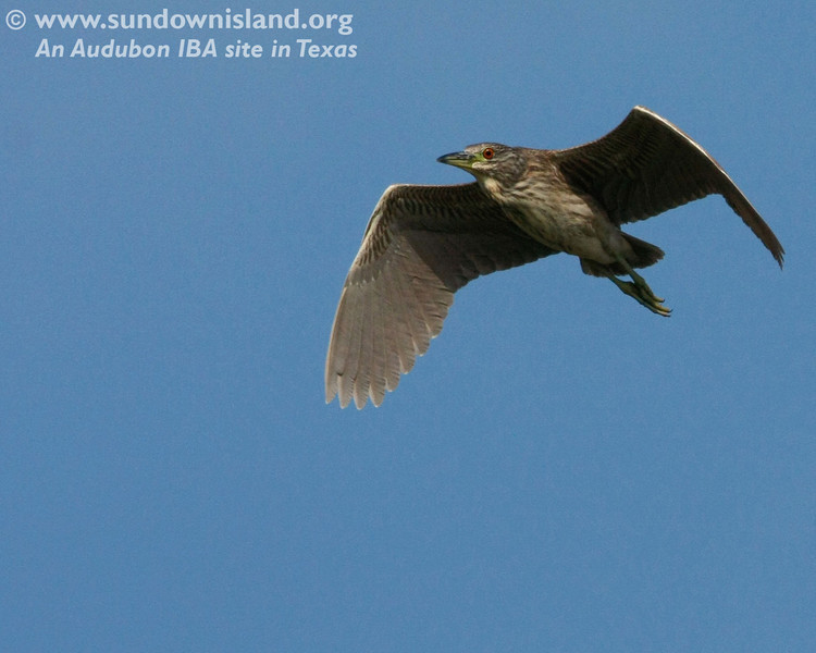 SundownIsland > This is a juvenile Black-crowned Night-Heron, probably still hanging out with its parents (Pelican Estates 2, see map).

Photo credit: Diane Nunley