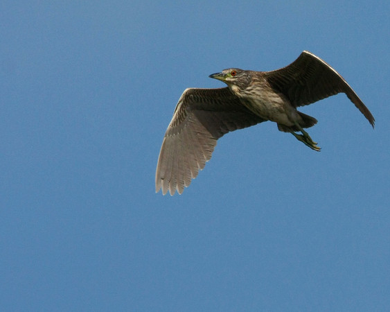 SundownIsland > This is a juvenile Black-crowned Night-Heron, probably still hanging out with its parents (Pelican Estates 2, see map).

Photo credit: Diane Nunley