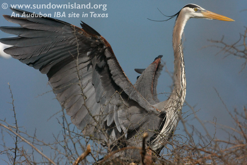 SundownIsland > The Great Blue Herons were very active during workday, either displaying to potential mates or claiming territory (Pelican Estates 2, see map).

Photo credit: Diane Nunley
