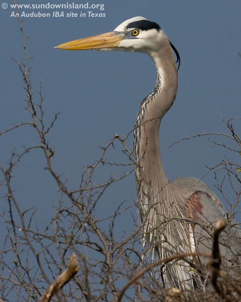 SundownIsland > Great Blue Herons are the largest, best-known and most widespread in North America (Pelican Estates 2, see map).

Photo credit: Diane Nunley