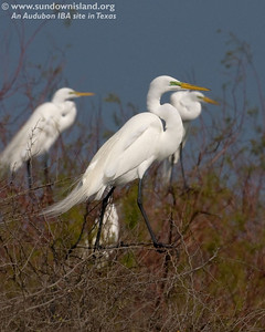 All three of these Great Egrets are displaying the lime green lores. These egrets are famous for their lacy plumes during breeding season (Pelican Estates 2, see map).

Photo credit: Diane Nunley
