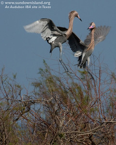 We don't know if this was a mating dance or a territory dispute between these two dark phase Reddish Egrets (Pelican Estates, see map).

Photo credit: Diane Nunley