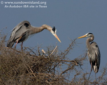 Great Blue Herons typically have one chick per year, 2 per year in the south (Pelican Estates 2, see map).

Photo credit: Diane Nunley