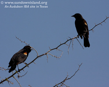 Two male Red-winged Blackbirds. Winter flocks are usually segregated by gender. Blackbirds are permanent residents of Texas.

Photo credit: Diane Nunley