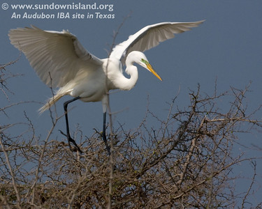 Great Egrets are monogamous and colonial. Colonial water birds typically breed with other species of herons, egrets and ibis (Pelican Estates 2, see map).

Photo credit: Diane Nunley