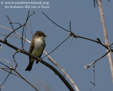 This is an Eastern Phoebe.  Phoebes are fly-catchers that winter in Texas (all along the Gulf Coast, actually) and have one of the sweetest calls. You will often see them bobbing their tails.

Photo credit: Diane Nunley