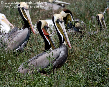 Brown Pelicans settling down in the favored spot on the island, Pelican Estates.  Pelicans with the red throat pouch are more common on the West coast (Pelican Estates, see map).

Photo credit: Diane Nunley