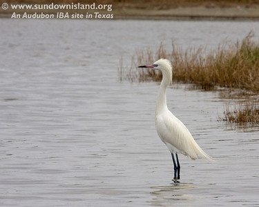 This White Morph Reddish Egret is in the smaller pond on the edge of  Pelican Estates (see map). While plume hunters nearly wiped out this species during the late 1800s. Today it is threatened by rapidly declining habitat.

Photo credit: Diane Nunley