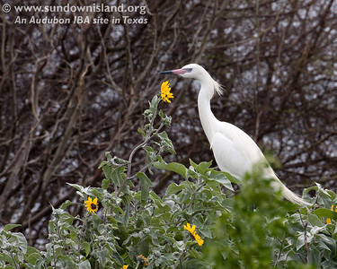 Notice the Silver-leaf Sunflowers in the foreground of this White-morph Reddish Egret. The island seemed to be turning green before our eyes (South edge of Pelican Estates 2, see map).

Photo credit: Diane Nunley