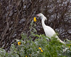 SundownIsland > Notice the Silver-leaf Sunflowers in the foreground of this White-morph Reddish Egret. The island seemed to be turning green before our eyes (South edge of Pelican Estates 2, see map).

Photo credit: Diane Nunley