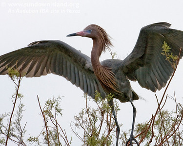 Notice the bright blue lores and shocking pink bill on this Reddish Egret (South edge of Pelican Estates, see map).

Photo credit: Diane Nunley