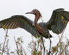 SundownIsland > Notice the bright blue lores and shocking pink bill on this Reddish Egret (South edge of Pelican Estates, see map).

Photo credit: Diane Nunley