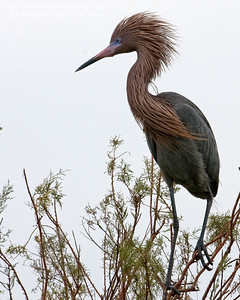 Reddish Egrets are quite a lot of fun to watch when foraging for food as they lurch, jump, and run through shallow water. They also spread their wings above the water  to attract small fish (South edge of Pelican Estates, see map).

Photo credit: Diane Nunley