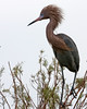 SundownIsland > Reddish Egrets are quite a lot of fun to watch when foraging for food as they lurch, jump, and run through shallow water. They also spread their wings above the water  to attract small fish (South edge of Pelican Estates, see map).

Photo credit: Diane Nunley
